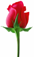 Rose Flower