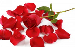 Silk Rose Petals