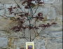 Bloodgood Japanese Maple Tree