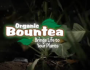 bountea